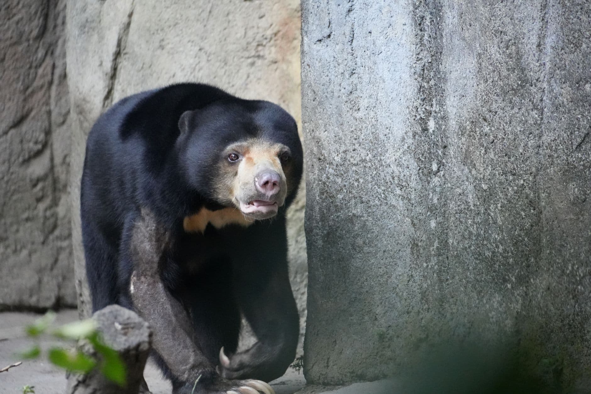Video shows rare albino Asian black bear