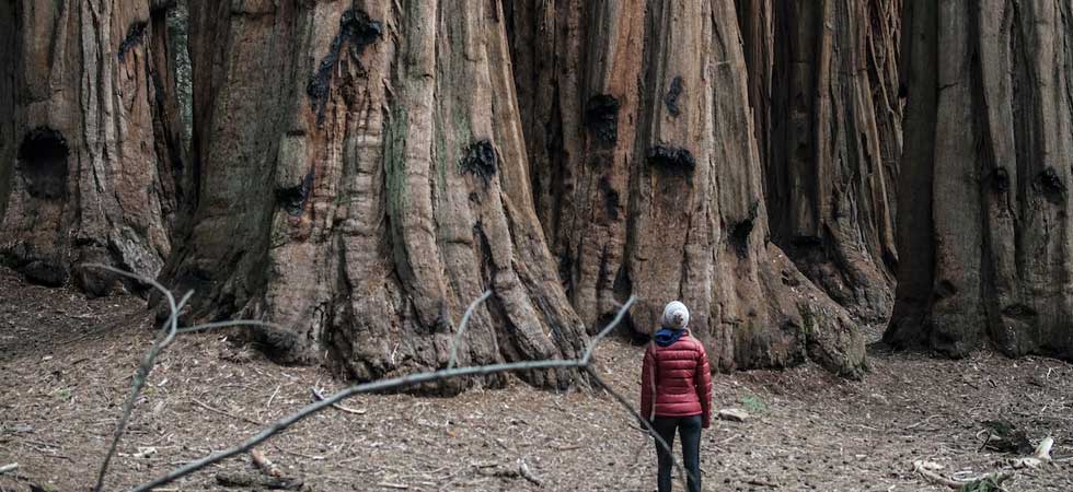 Sequoia-National-Park - 10 Best Cheap Vacation Locations in the U.S. 2022 - 2023