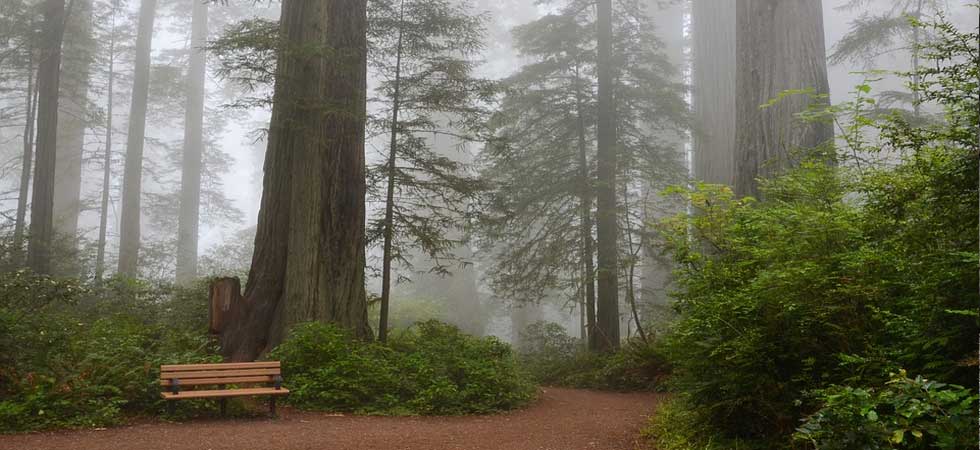 Sequoia-National-Park - 10 Best Cheap Vacation Locations in the U.S. 2022 - 2023