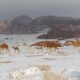 Snowfall in Saudi Arabia's Desert